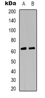 GABRA4 antibody