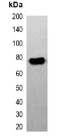 Anti-FLAG-tag Antibody-HRP labled
