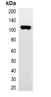 HA-tag antibody (HRP)