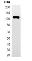 Anti-HA-tag Antibody-HRP labled