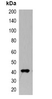 Anti-Myc-tag Antibody-HRP labled