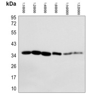 GAPDH antibody (HRP)