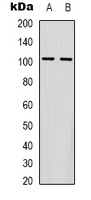 GLUR4 antibody