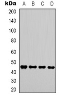 Anti-GSK3 beta Antibody