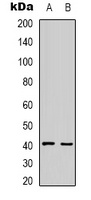 HAO1 antibody