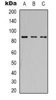 Anti-HIF1 beta Antibody