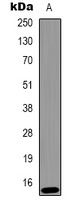 Histone H2A.X (Phospho-Y142) antibody