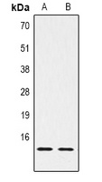 Histone H2B (DiMethyl K43) antibody