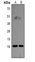 Histone H3 (Citruline R26) antibody