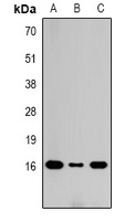 Histone H3 (DiMethyl K36) antibody