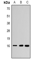 Histone H3 (DiMethyl K79) antibody
