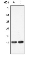Histone H3 (MonoMethyl K27) antibody