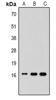 Histone H3 (MonoMethyl K36) antibody