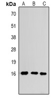 Histone H3 (MonoMethyl K4) antibody