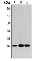 Histone H3 (MonoMethyl K9) antibody
