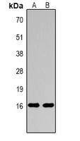 Histone H3 (MonoMethyl R17) antibody