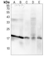 Histone H3 (MonoMethyl R2) antibody