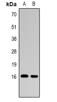 Histone H3 (MonoMethyl R26) antibody