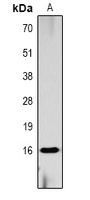 Histone H3 (Phospho-S10) antibody