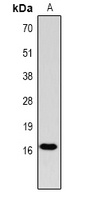 Histone H3 (Phospho-T11) antibody