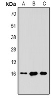 Histone H3 (TriMethyl K36) antibody