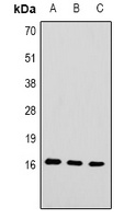 Histone H3 (TriMethyl K79) antibody