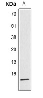 Histone H4 (AcK16) antibody