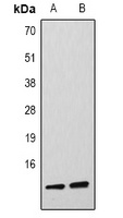 Histone H4 (DiMethyl K59) antibody