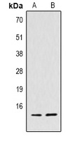 Histone H4 (TriMethyl K59) antibody
