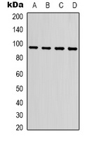 Anti-HSP90 alpha Antibody