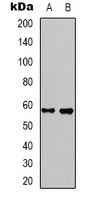 Anti-Kv1.8 Antibody