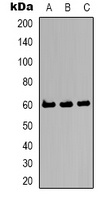 Kv10.2 antibody