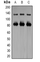 Kv11.3 antibody