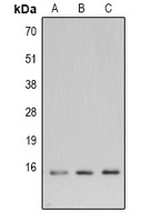 LC3B antibody