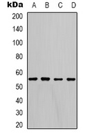 LDHD antibody