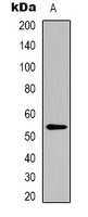 Anti-MeCP2 Antibody
