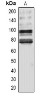 Anti-NRF2 Antibody