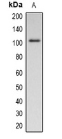 Pepsinogen C (Phospho-S15) antibody