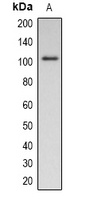 Anti-Pepsinogen C (Phospho-S15) Antibody