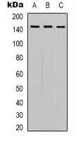 SLC12A4 antibody