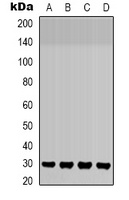 Anti-SLUG Antibody
