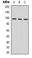 Anti-STAT2 Antibody