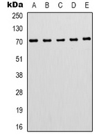 ZNF499 antibody