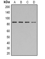 STAT1 (phospho-Y701) antibody