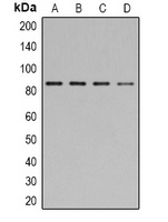 Anti-STAT1 (Phospho-Y701) Antibody