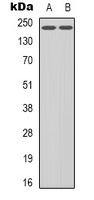 VEGFR2 (phospho-Y1214) antibody