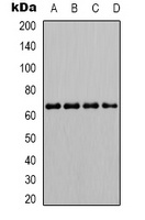 SHPTP1 (phospho-Y536) antibody
