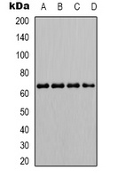 Anti-SHPTP1 (Phospho-Y536) Antibody