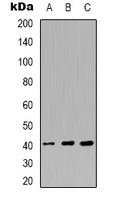 Anti-hNRNP C (Phospho-S260) Antibody