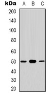 CDC37 (phospho-S13) antibody